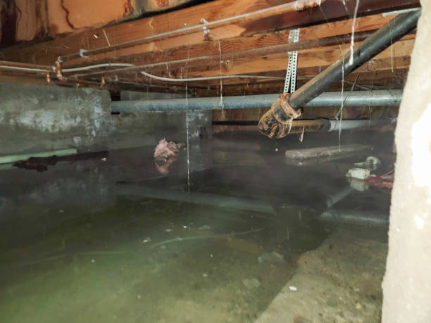 Best Ceiling water damage repair  in Secy, AR